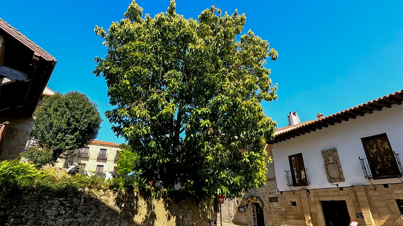 Aguacate de Santillana del Mar