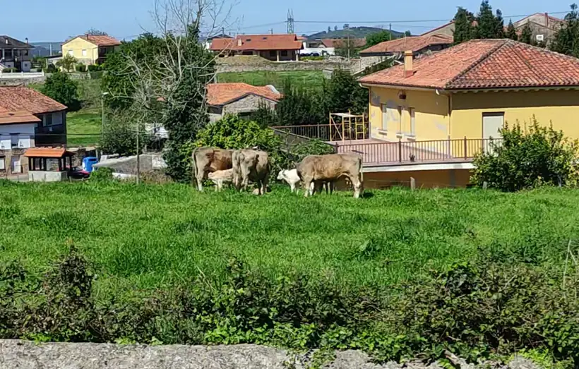 Vacas pastando en un prado de Viérnoles
