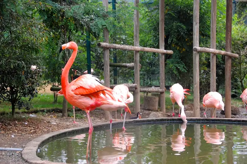 Flamencos en una charca en el Zoo de Santillana del Mar