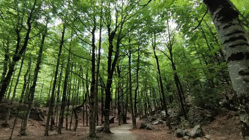 Bosque de Hayas