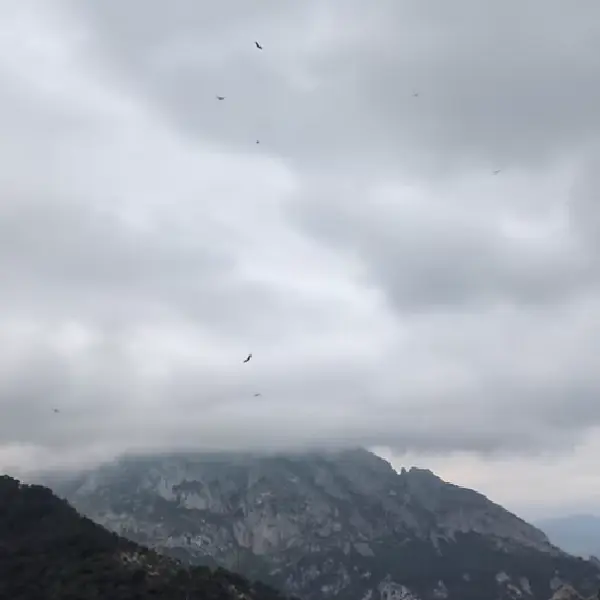 Aves en el desfiladero de La Hermida